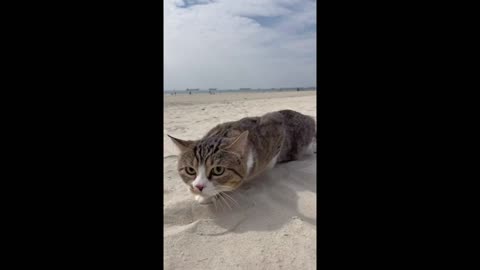 The kitten looked so cute when he came to the beach for the first time