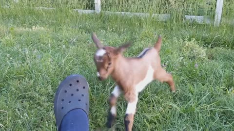 Feisty baby goat learns to headbutt