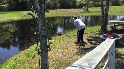 a Goose chases my hubby. Funny!