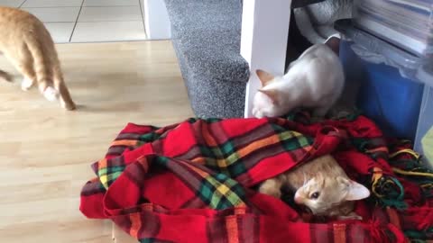 Two Cats react to their Brothers death (so sad)