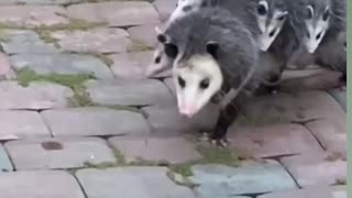 Possum mom carrying babies