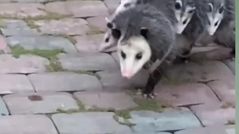 Possum mom carrying babies