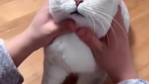 Most Satisfying Funny Cat Video 😂😂😂