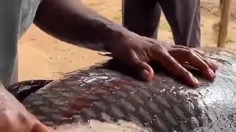 Fish cutting 50kg 🤯