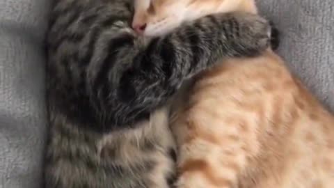 Cute cats hug each other while sleeping