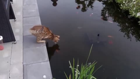 Epic Cats Hate Falling in Water