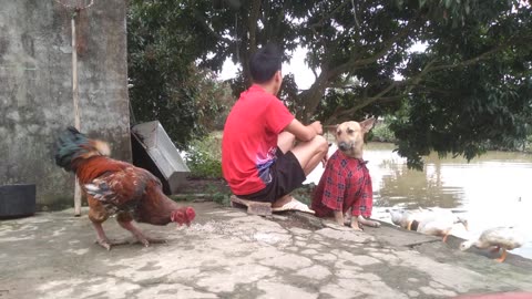 cute dog and chicken, duck, goose are so peaceful