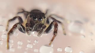 Cute Spider Plays With Water