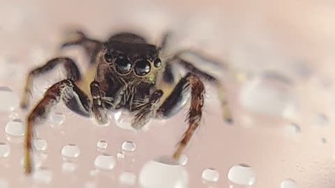 Cute Spider Plays With Water