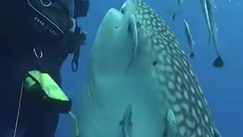 Close Encounter with a Whale Shark 🦈