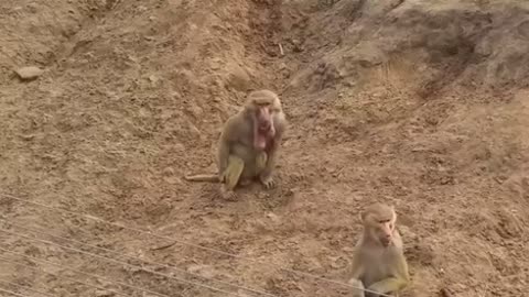 Monkey EATS baby monkey! Crazy baboon with NUTS on his chin