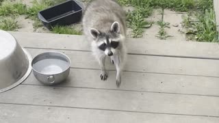 Raccoon Politely Asks For Cookie