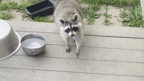 Raccoon Politely Asks For Cookie