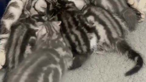 Adorable Feline Frenzy