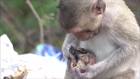 Monkeys Being Familiar With Living Beside Human Society 5/ funny network of Cheema