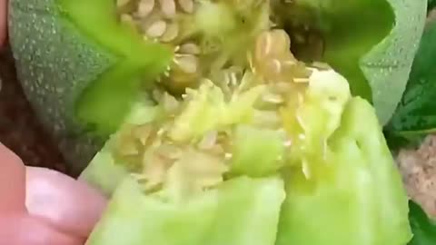 Delicious fruits video
