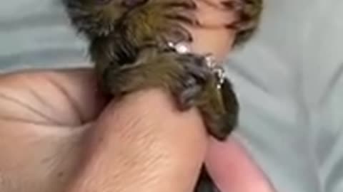 💙Awn..pretty finger monkey short video💙