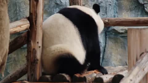 Someone scratch my tickle # panda