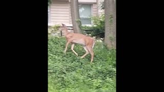 Deer's Roaming At Work In Broad Day Light