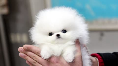 Cute Pomeranian Puppies Videos Compilation - Cutest and Funny Dogs,Episode :247