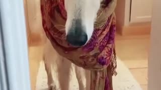 Funny dog dress up video 😂😅😅 try to Hold Back the Laughs Challenge: Funny Moments with Pet Dogs 🐶 😂😅