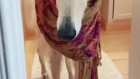 Funny dog dress up video 😂😅😅 try to Hold Back the Laughs Challenge: Funny Moments with Pet Dogs 🐶 😂😅