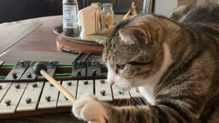 Hilarious Cat Playing Xylophone