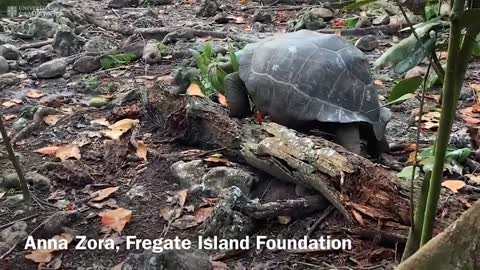 ‘Vegetarian’ giant tortoise filmed attacking and eating seabird