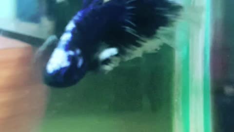 Half-moon betta fish