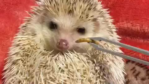 How to get hedgehogs to brush their teeth