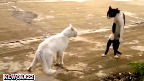 Hilarious Compilation of Funny Cats! Get ready to LAUGH! 😹🤣