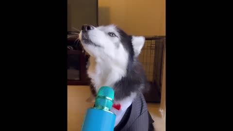 New Funny Animals 😂 Funniest Cats and Dogs Videos 😺🐶 [-LFSpfxBcm4]