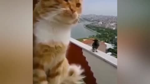 Funny cats videos viral comedy 🤣