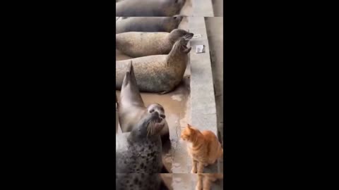Cute and Funny Animals: The Ultimate Video Compilation