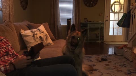 Adorable Shepherd copies husky howl