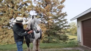 Electric clipper training - Session Two - Cinnamon the 3yr old Gypsy-Shire - 20 May 2023