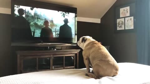 Dog watching horror movie