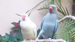 Parrot Kisses