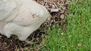 OMC! Whitey looking for worms and grubs in the woodchips while exploring the yard!