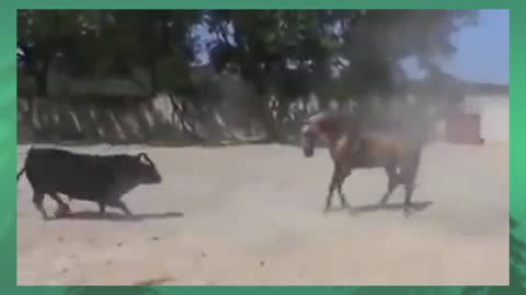 Funny Horse Fighting