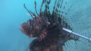 Freediving for lionfish at Cooper's Island in Bermuda