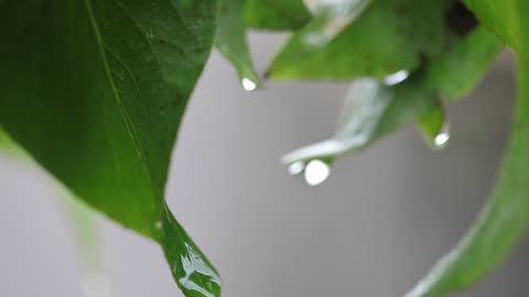 Close Up of Rain Drop