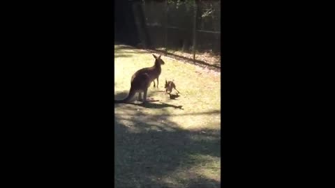 "Kangaroo Mom School: Hilarious Lessons in Walking, Running, and Kangaroo Atrocities"
