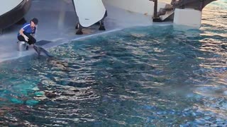 Dolphins show in canada