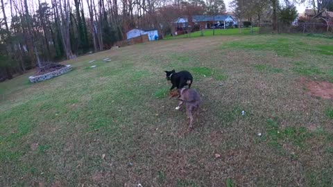 Dogs Will Play: Rottweiler Pup & American Pit Bull Terrier
