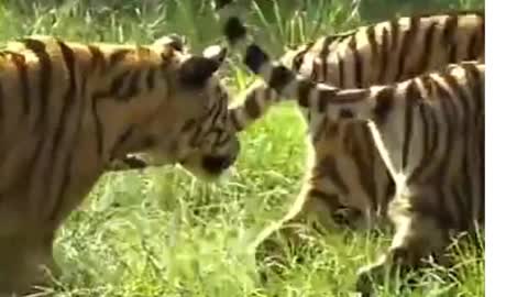 Amazing and cute Tiger baby Funny big cat short video