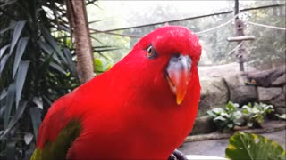 Bright red bird being hand fed