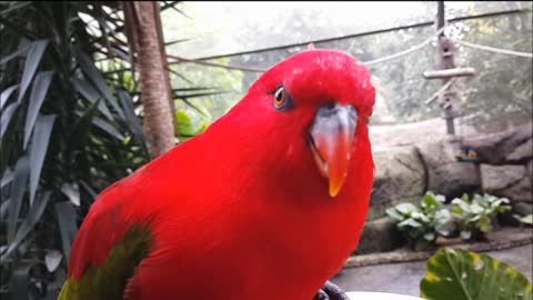 Bright red bird being hand fed