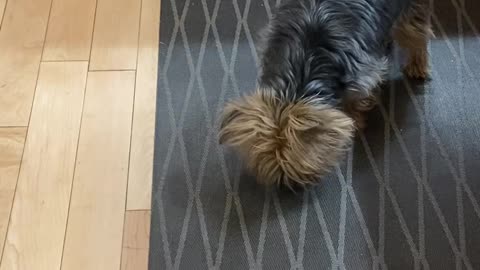 Cutest Ragdoll Kitten Playing With Cavalier Doggy