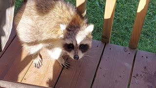 Squatter raccoon made a nest in the cushion of my deck chair.